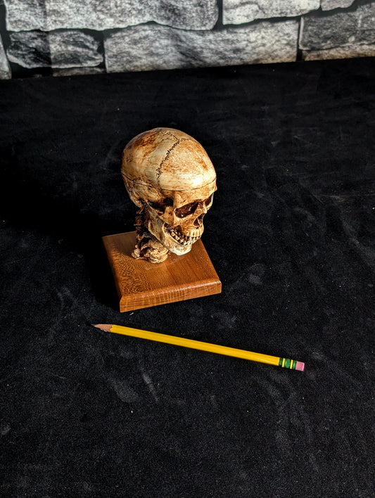 Anatomical Spirit Skull,  Remote-Actuated Jaw